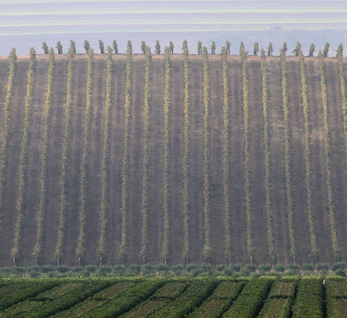 sierra madre vineyard, Santa Barbara County winery