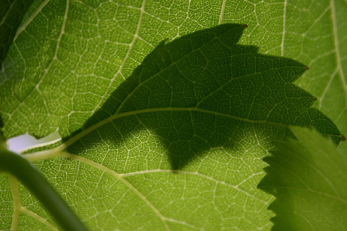 Close-up of grape leaf illuminated by the sun