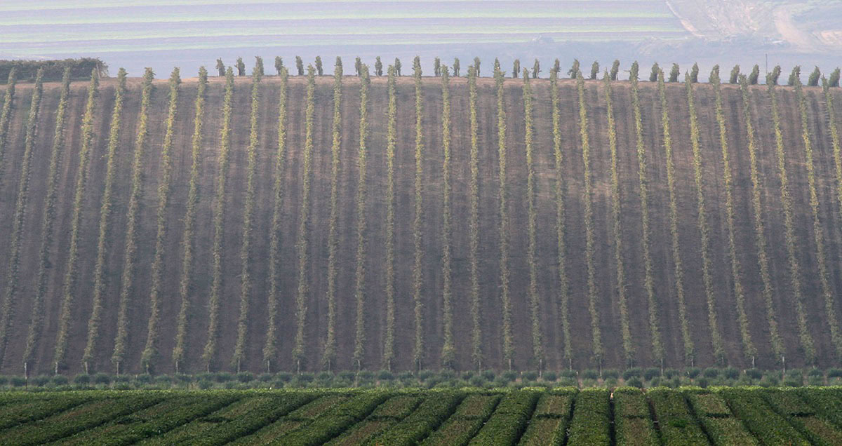 Steep hillside section of Sierra Madre vineyard