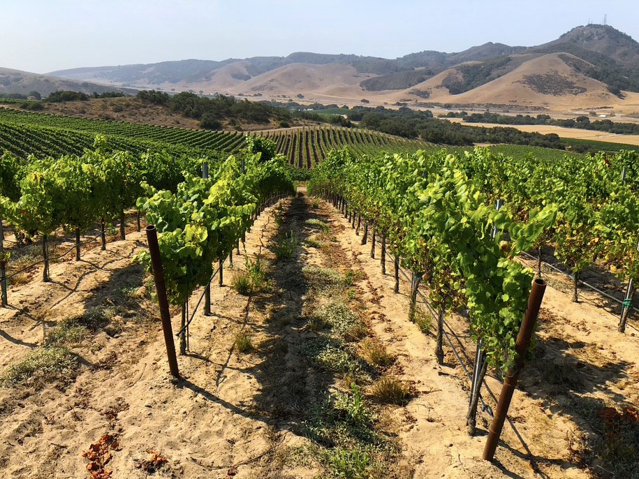 vineyard