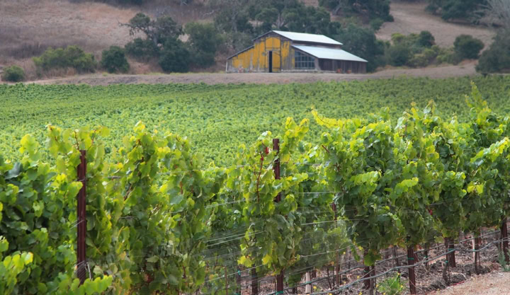 View of our 2A Pinot Noir block in Sanford & Benedict Vineyard