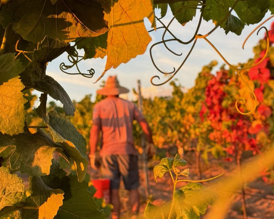 Chief Grape Philosopher Will Henry working in the Warner Henry Vineyard
