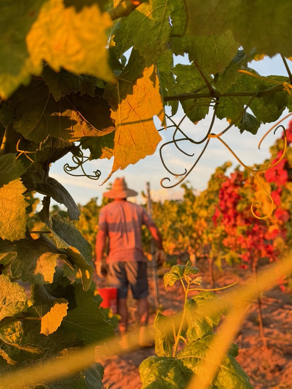Will Henry working in the Warner Henry Vineyard