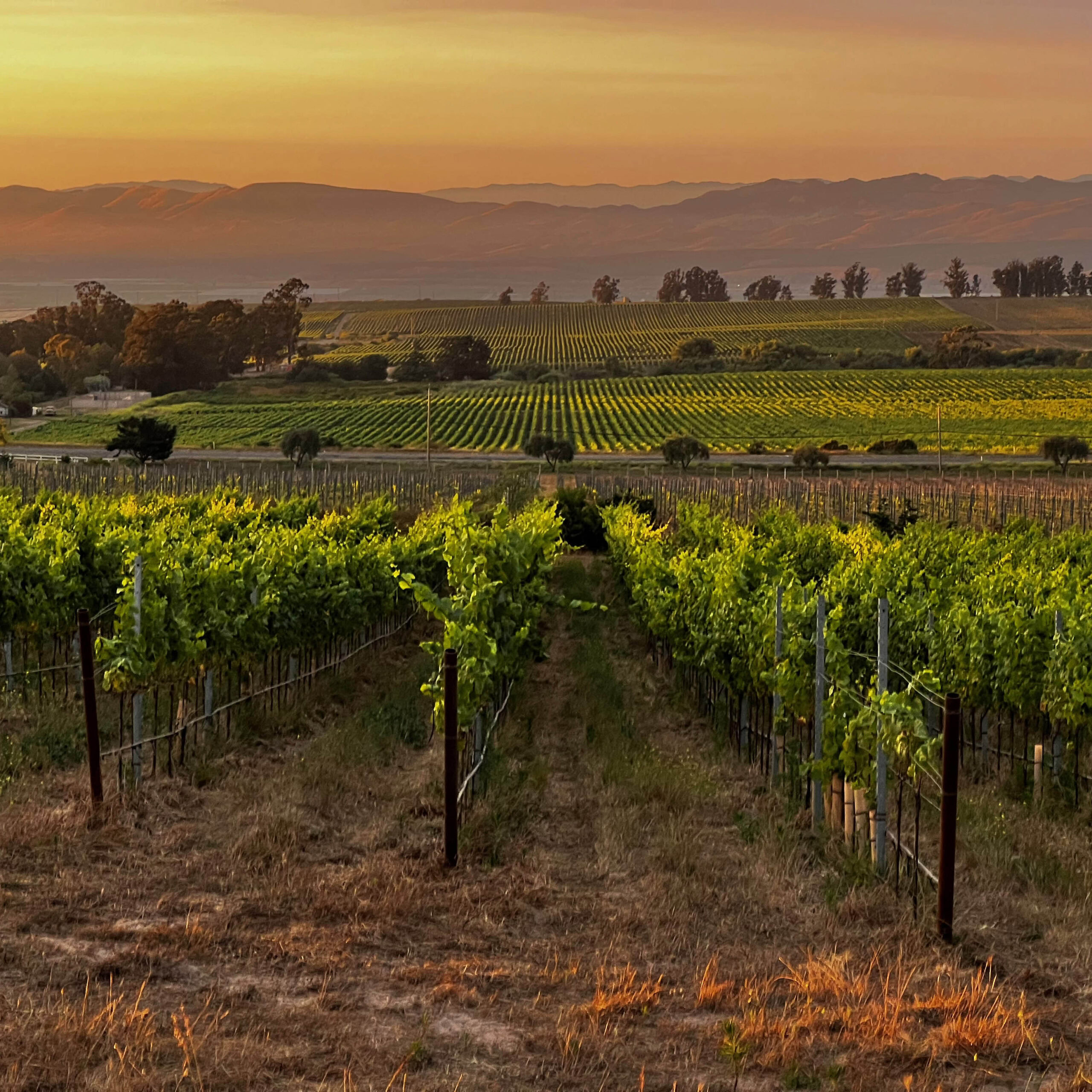 Lumen's estate vineyard, The Warner Henry Vineyard, looking out over the Santa Maria Valley